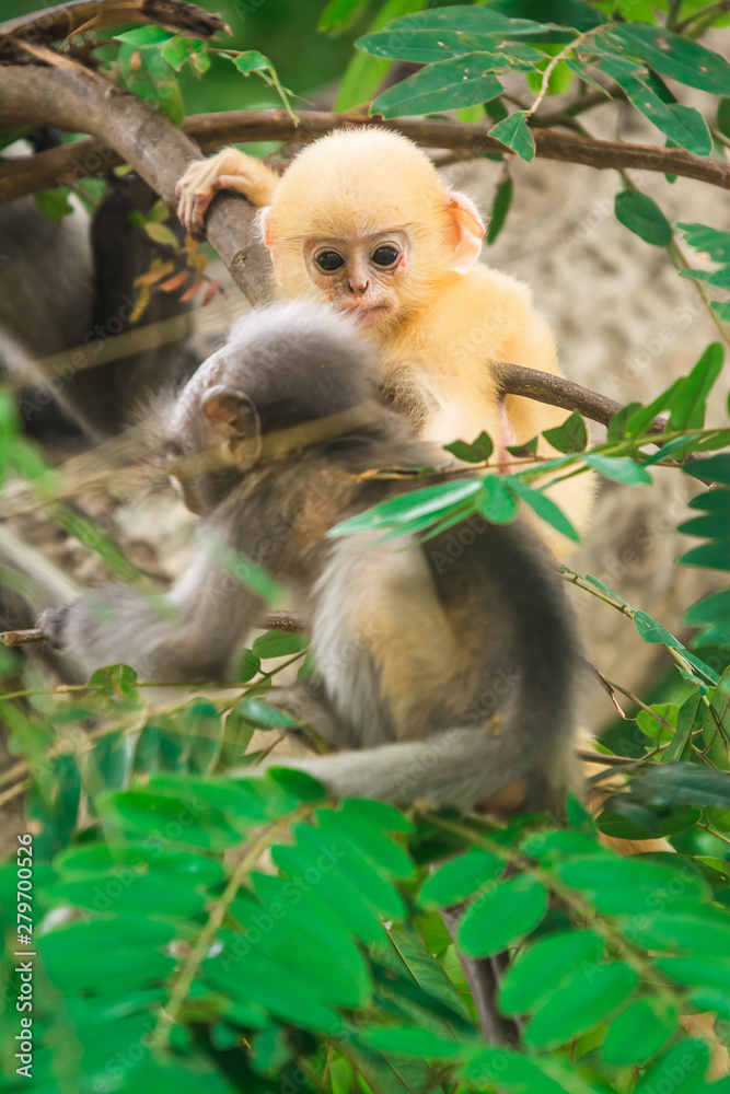 Dusky leaf monkey in Thailand Dusky leaf monkey in Thailand