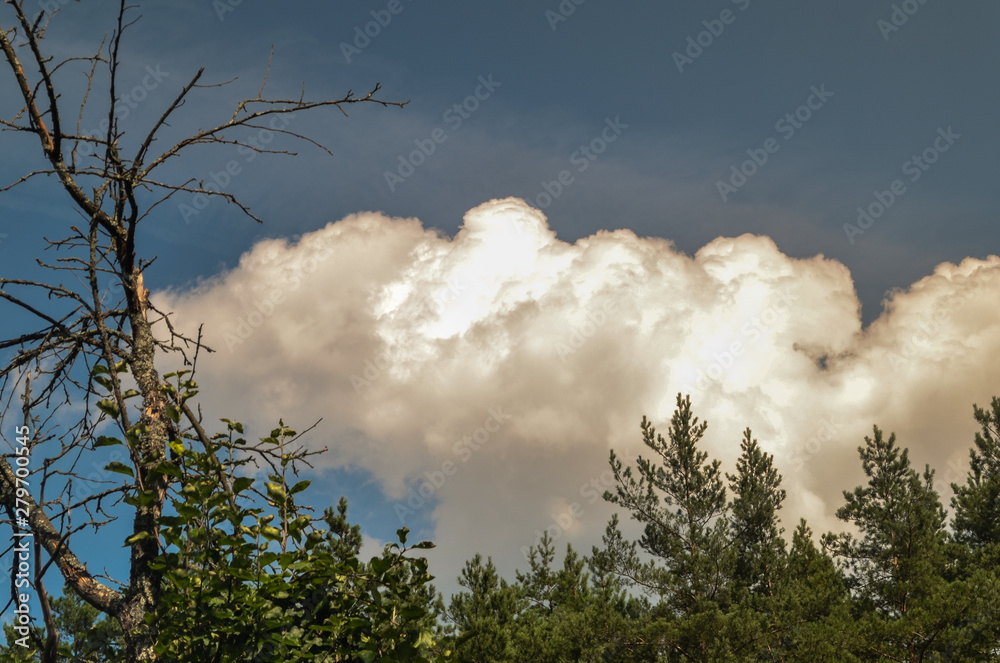 Fototapeta premium a thundercloud hung over the forest
