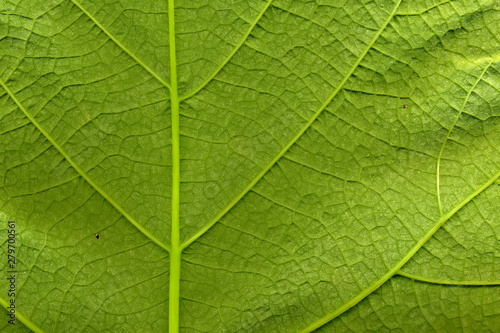 Grape leaf. Closeup of a grape leaf. The texture of the grape leaf.