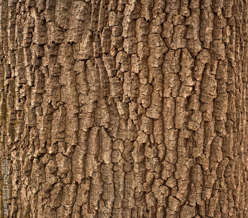 Oak Bark Texture
