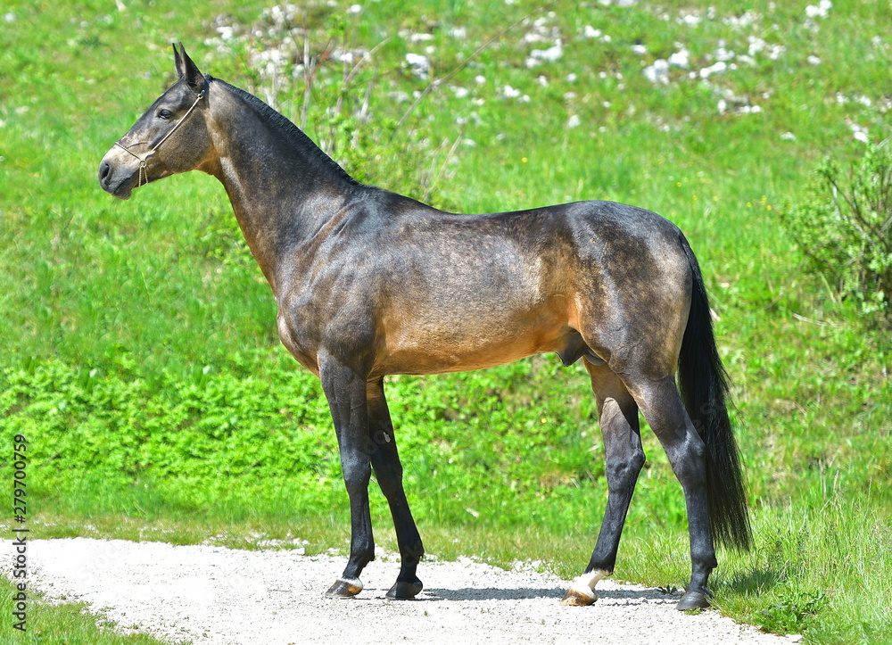 Fototapeta premium Buckskin Akhal Teke stalion standing in the summer meadow. Side view.