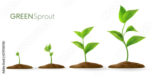 Realistic sprouts 3D.Phases plant growing.Evolution concept. Seeds sprout in ground. Sprout, plant, tree growing agriculture icons. Vector illustration isolated