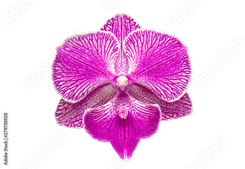 Beautiful white pink purple orchid phalaenopsis Big Lip single flower isolated on white background.