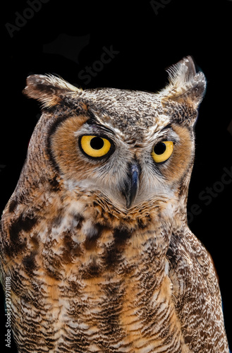 A wild Great Horned Owl in Monterey, California. © David A Litman