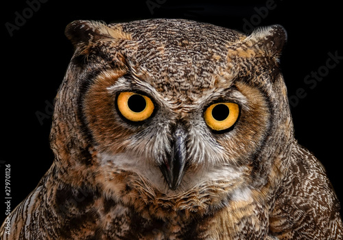 A wild Great Horned Owl in Monterey, California. © David A Litman