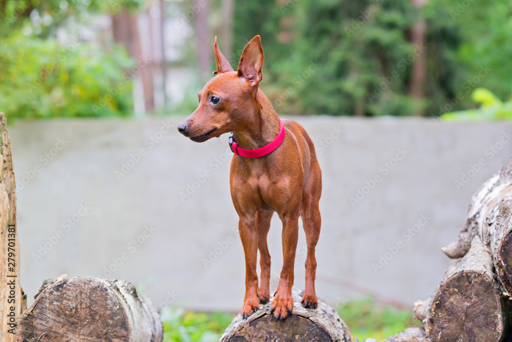 Outdoor portrait of a red miniature pinscher dog with wall behind