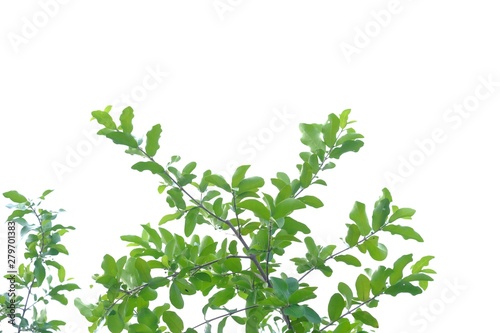 Tropical plant with twigs and leaves on white isolated background for green foliage backdrop 