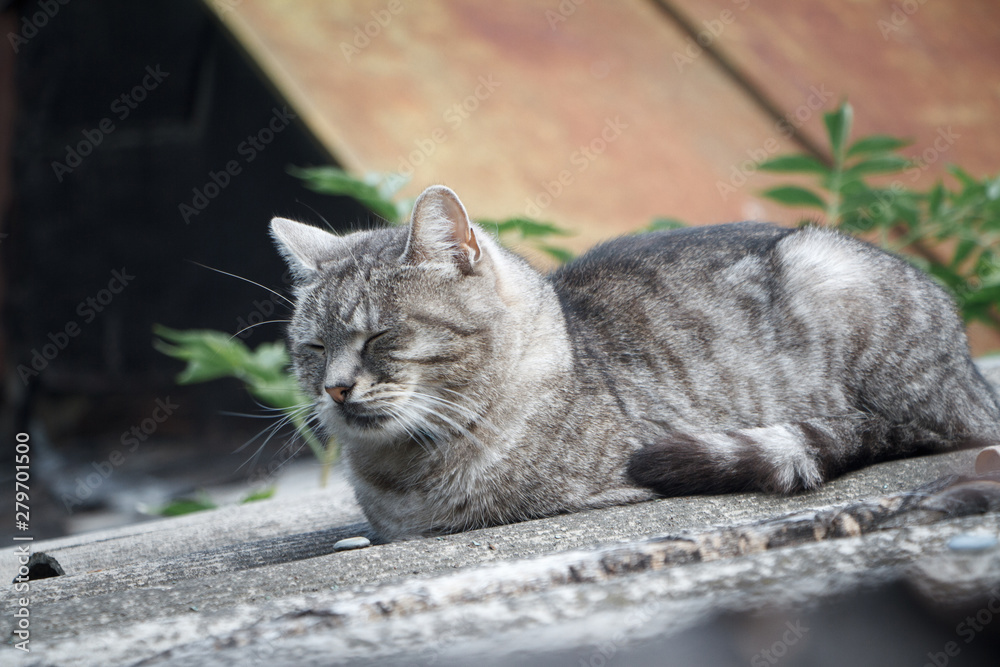 Close-up adorable shorthair striped gray cat with green eyes on a gray slate roof