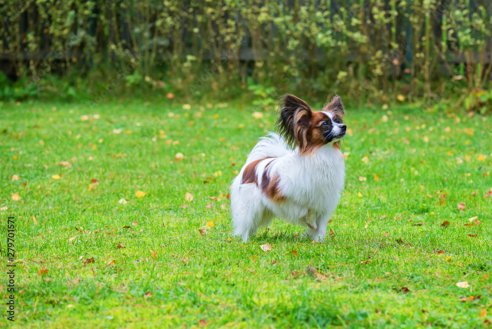 Portrait of a papillon purebreed dog walking on the grass