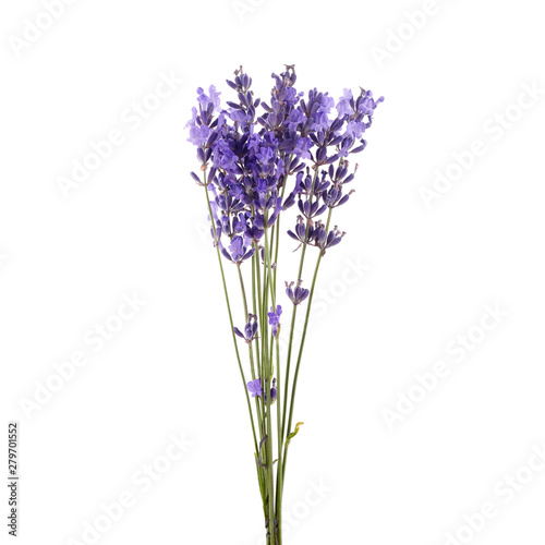 Lavender flowers bunch tied isolated on white background
