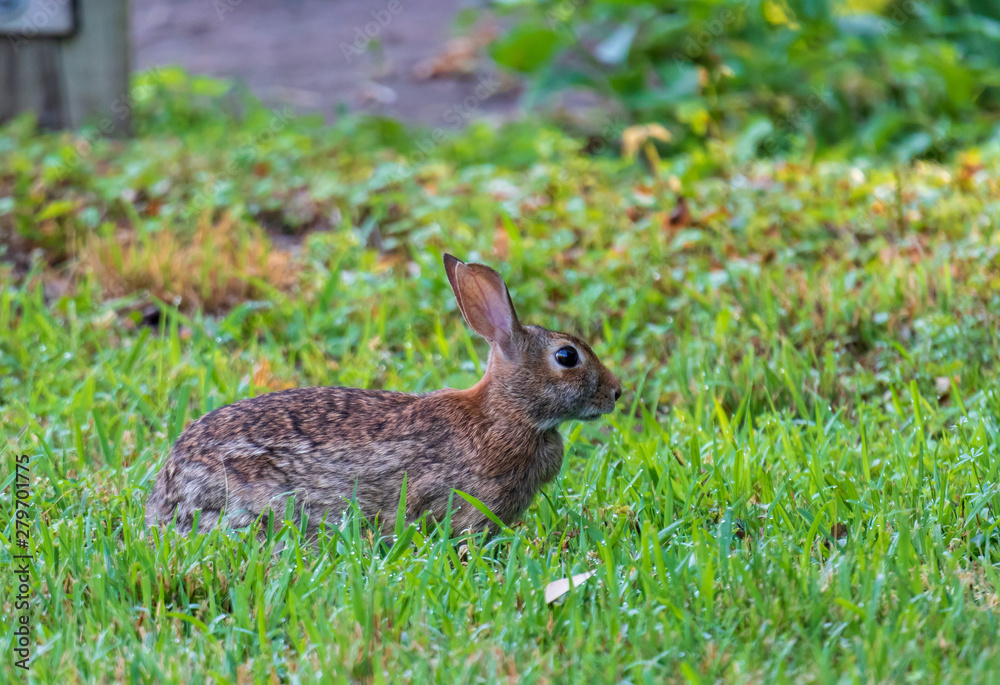 Wild cottontail rabbit sitting in the grass Wild cottontail rabbit sitting in the grass