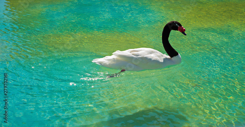 Amazing black-necked swan swiming in green pond