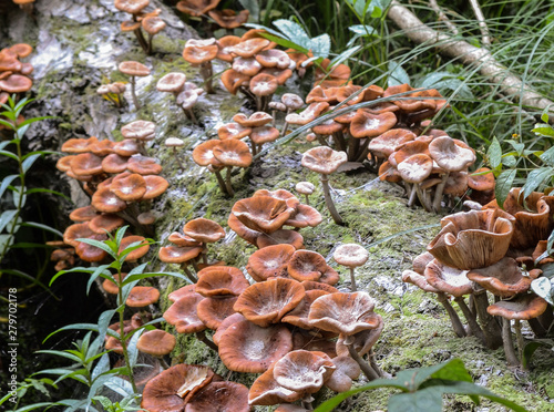 summer mushrooms grew all over the log in the forest