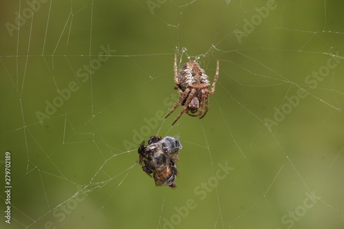 spider web and this prey