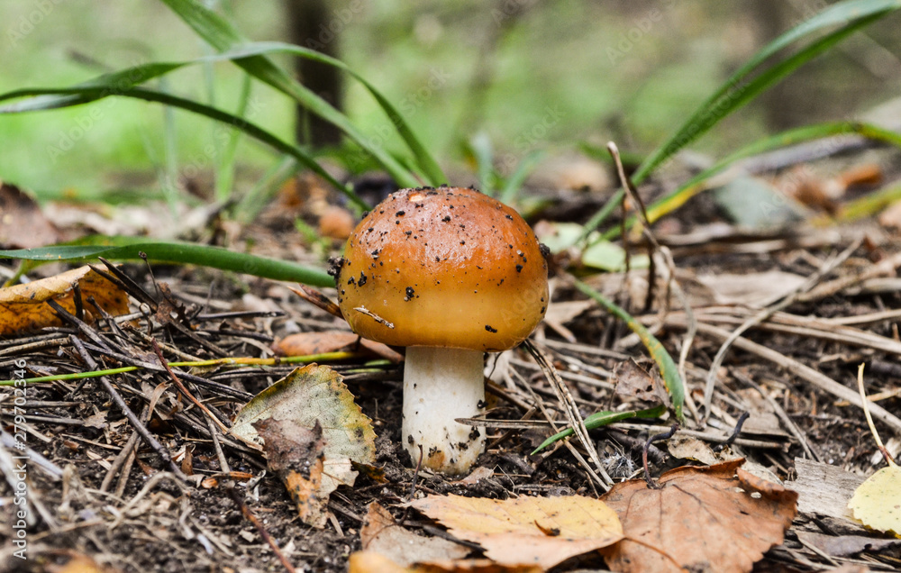 young mushroom valui grew up in the forest young mushroom valui grew up in the forest