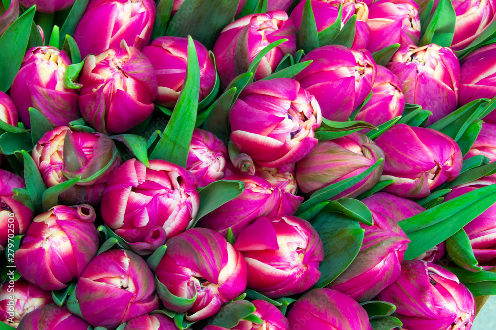 Fototapeta premium many pink tulips close up floral pink background