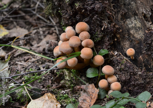 family summer mushrooms have grown on the stump