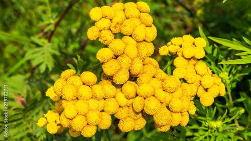 Tansy flower closeup