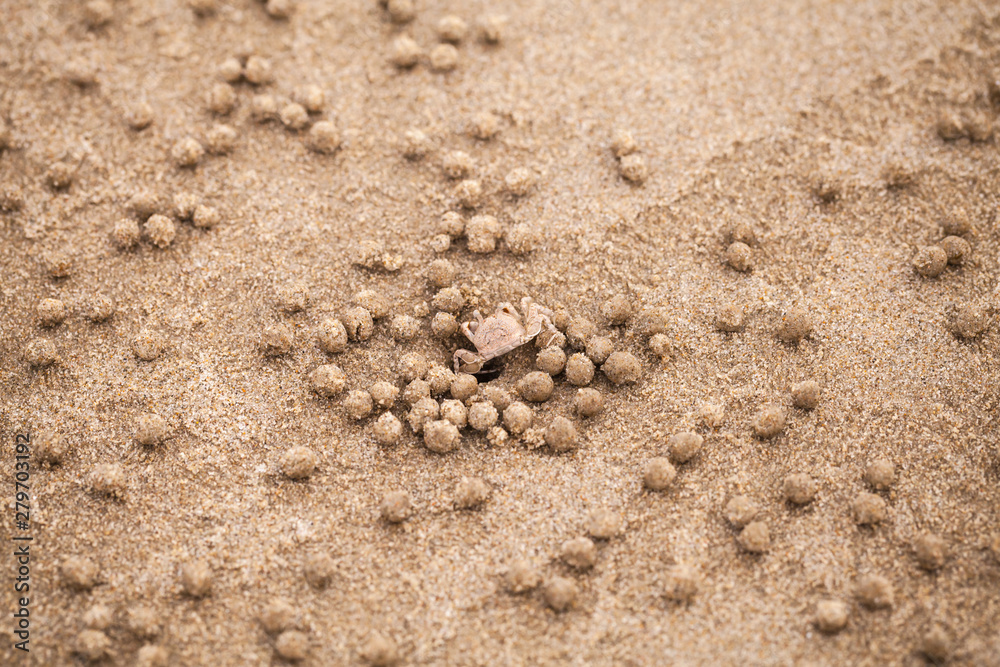 Sand bubbler crab or sand-bubbler Sand bubbler crab or sand-bubbler