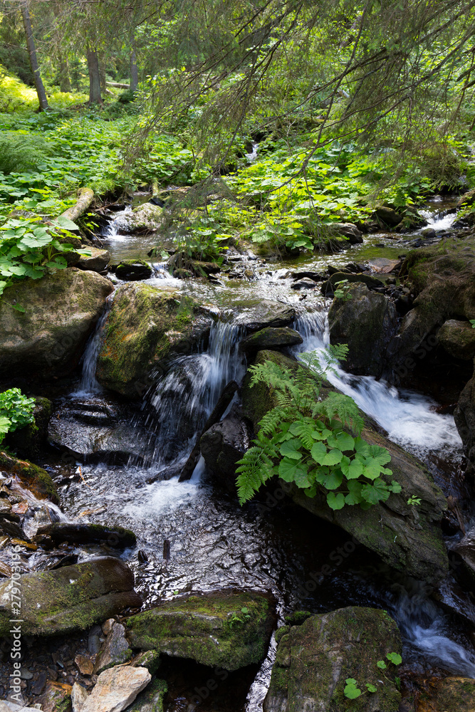 Fototapeta premium Little River White Opava in Moravia, mountain Jesenik, very green and clear wild Nature, Czech Republic