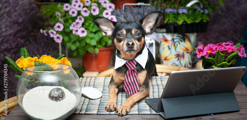 Dog in a tie freelancer working at a desk against the background of flowering fields, Theme of distant work