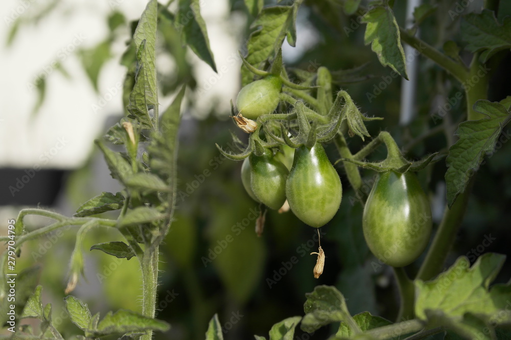 Junge, noch nicht reife grüne Tomaten an großen Tomatenpflanzen
