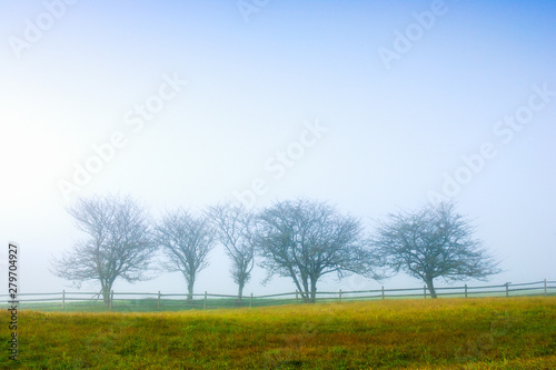 Digitall manipulated image of trees in fog, Stowe Vermont, USA