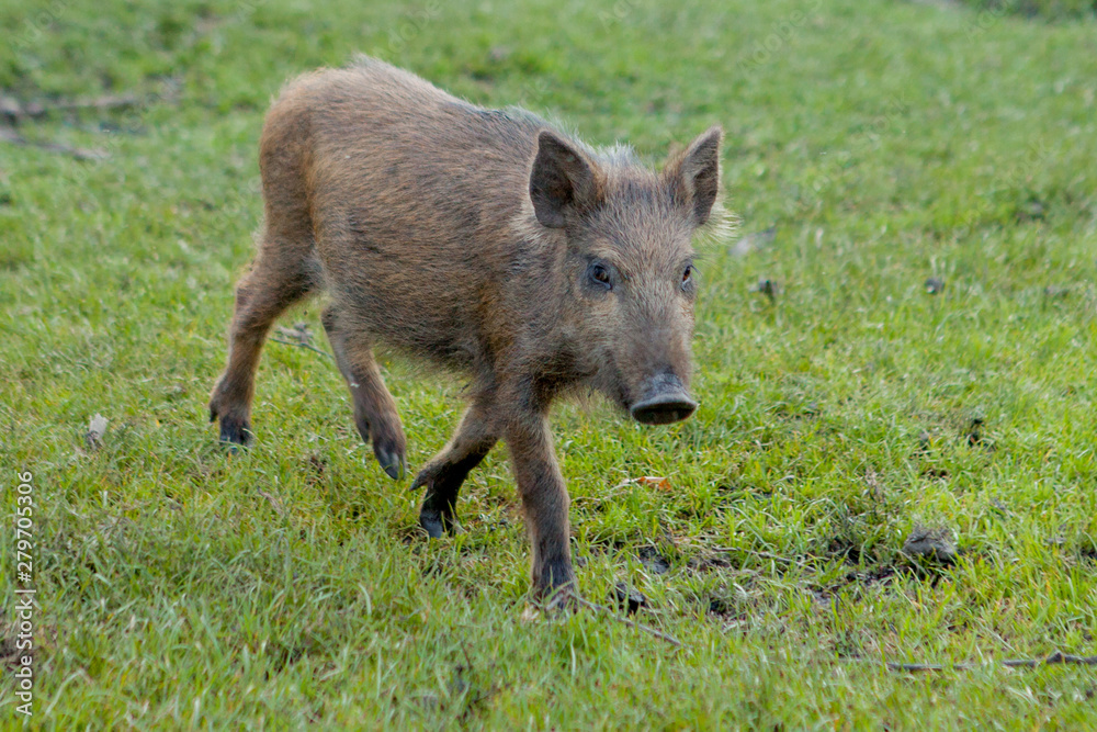 Wild small pig contentedly grazing on grass Wild small pig contentedly grazing on grass