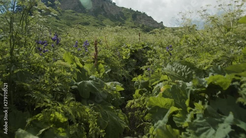 Alpine mountain meadows