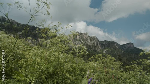 Alpine mountain meadows