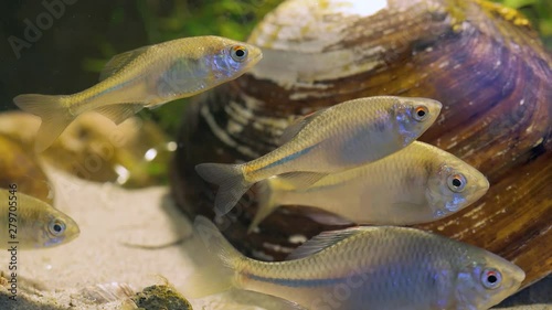 Fish swimming underwater photo