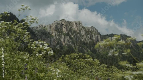 Alpine mountain meadows