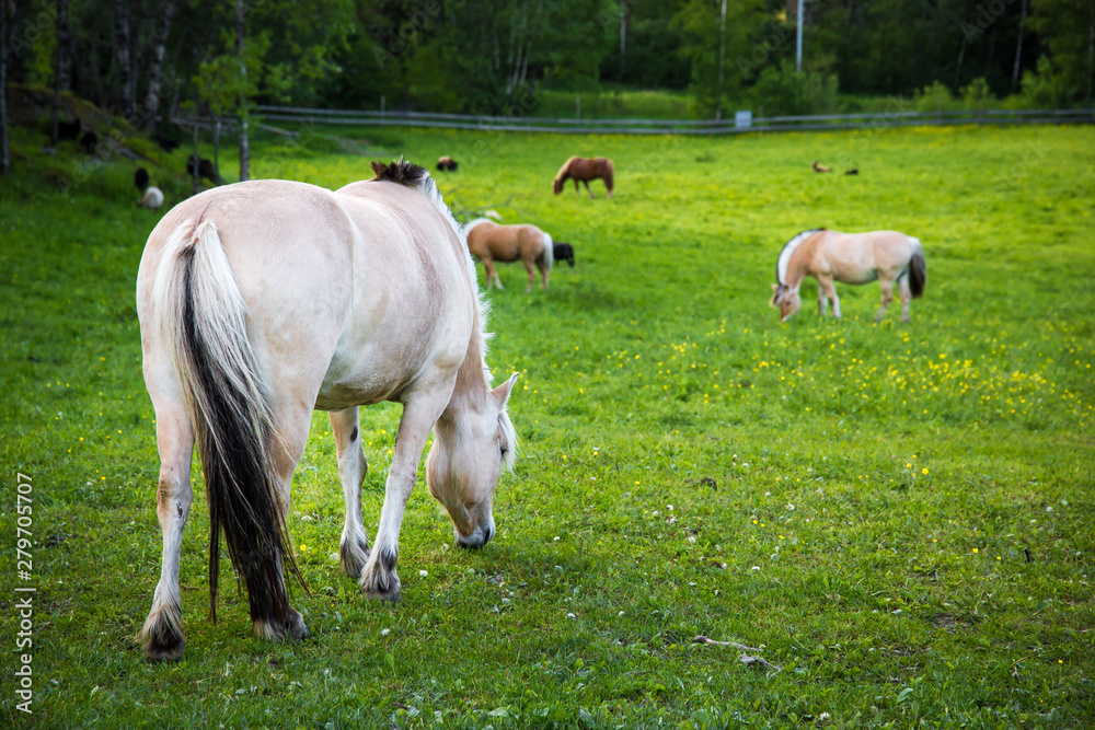 Horses enjoying life on a grassy field. Horses enjoying life on a grassy field.