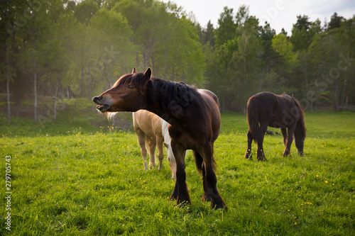 Horses enjoying life on a grassy field.
