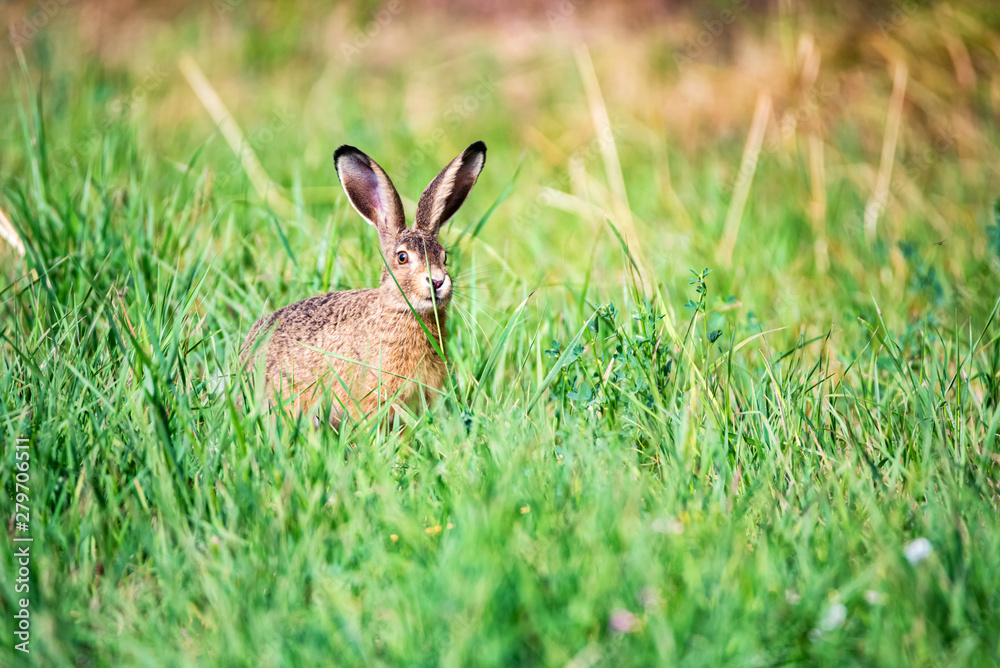 Alert European hare or Lepus europaeus sits in a meadow Alert European hare or Lepus europaeus sits in a meadow