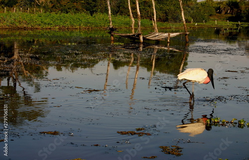 amazzonia, volo, uccelli, ara azul, tuyuyu, brasile, brasil, colore, flora, fauna, paesaggio, cielo photo