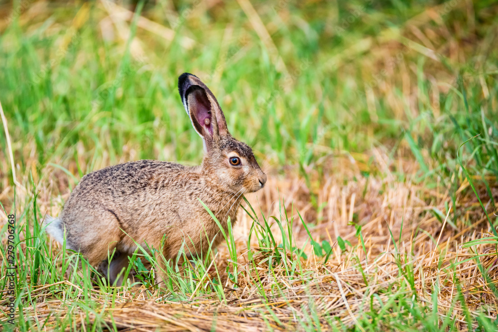 Fototapeta premium European hare or Lepus europaeus leaps in a meadow