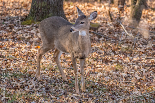 A young deer in the woods © Sandra Burm