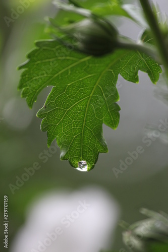Rain on a leaf