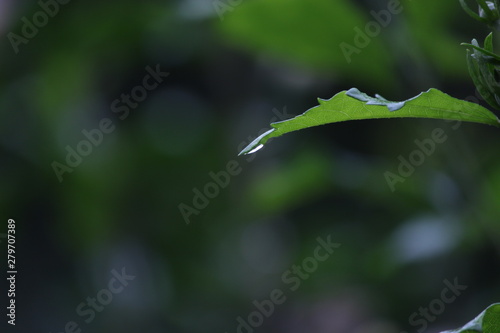 Raindrop On Leaf
