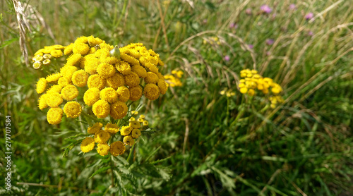 Yellow wildflowers in the grass closeup