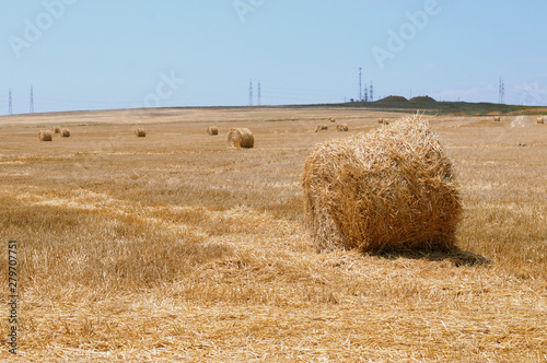 hay bales on a yellow field