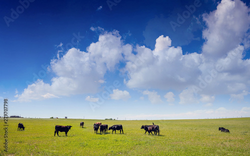 Cows in a pasture, clear blue sky in a sunny spring day, Texas, USA.