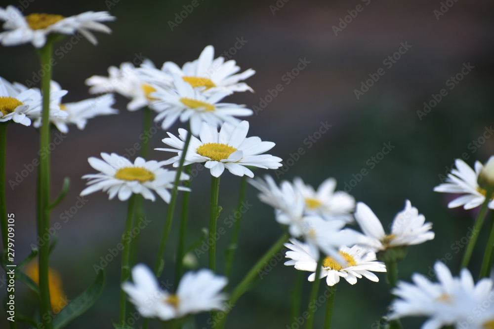Fototapeta premium white daisies