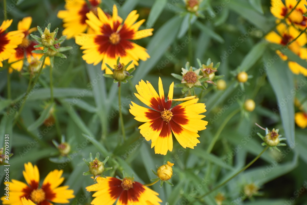 yellow summer flower wtih burnt orange center yellow summer flower wtih burnt orange center