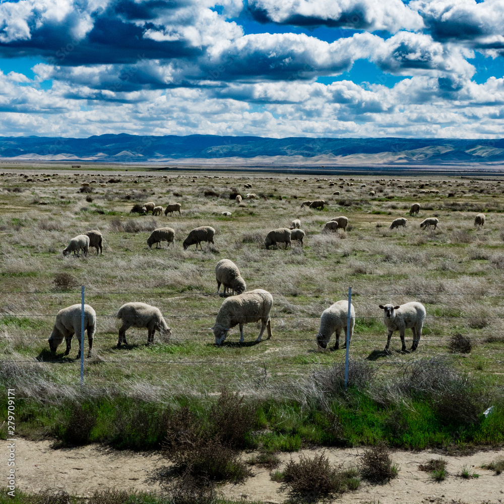 A flock (herd) of sheep graze in a pasture in the fields along the highway in central California, on a partly cloudy day with hills in the background.