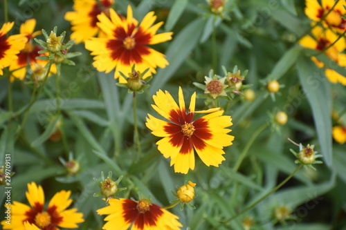 yellow summer flower wtih burnt orange center