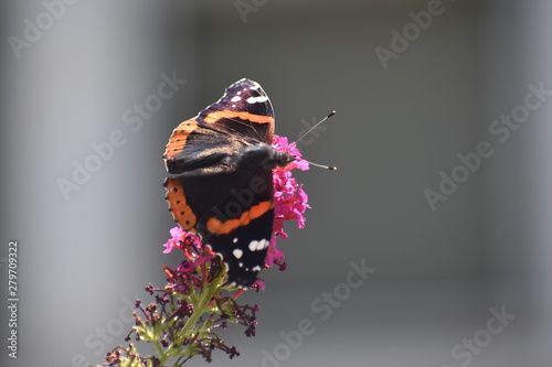 orange and black butterfly on pink flower 