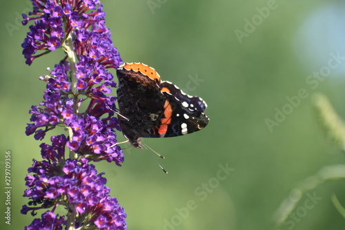 orange and black buterfly on purple flower