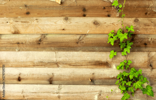 wooden background with green leaves